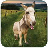 ”Talking Donkey