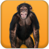 Talking Monkey APK