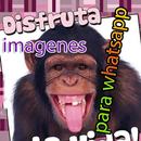 Imágenes para whatsapp APK