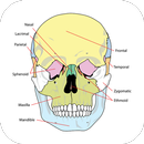 Anatomy Atlas Free APK