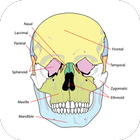 Anatomy Atlas Free 아이콘