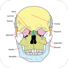 Anatomy Atlas Free icône