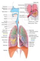 Anatomy Atlas Free 포스터