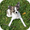 Dog Body Language Tutorial