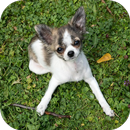 Dog Body Language Tutorial APK