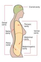 Human Anatomy and Physiology capture d'écran 1