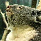Hình Nền Gấu Koala biểu tượng