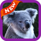 Koala Wallpaper आइकन