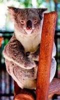 Koala Wallpaper स्क्रीनशॉट 3