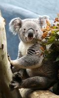 Koala Wallpaper पोस्टर