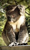 Koala Wallpaper स्क्रीनशॉट 1