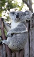 Koala Wallpaper स्क्रीनशॉट 2