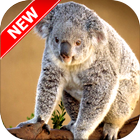 Koala Wallpapers 아이콘