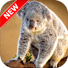 Koala Wallpapers biểu tượng