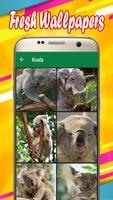 Koala Wallpapers 포스터