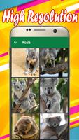 Koala Wallpapers captura de pantalla 1