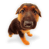 Happy Puppy icono