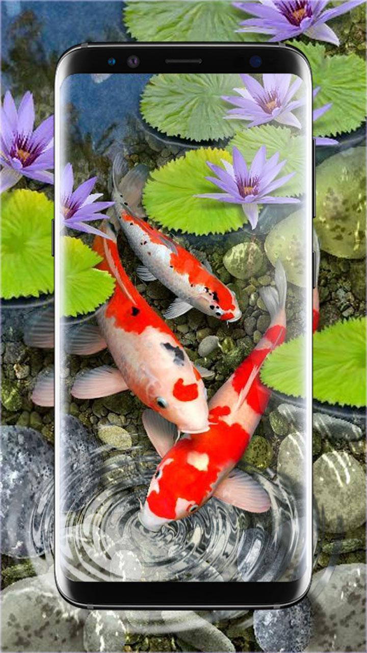 3D Koi Fish Wallpaper HD Fish Live Wallpapers Free for Android