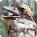 Kookaburra Australia : Laughing kookaburra Sound