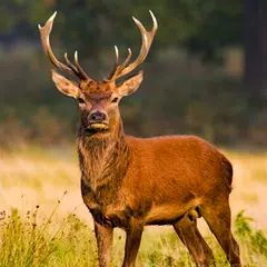 Скачать Deer Hunting Season Sniper Hunter 3D 2018 APK