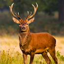 Deer Hunting Season Sniper Hunter 3D 2018 APK