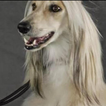 Afghan Hound Wallpapers