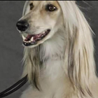 Afghan Hound Wallpapers icône