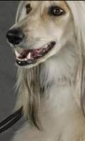 Afghan Hound Wallpapers Affiche