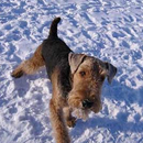 Airedale Terrier Wallpapers APK