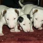 Bull Terrier Fonds d'écran HD icône