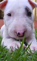 Bull Terrier Fonds d'écran HD Affiche