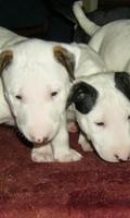 Bull Terrier HD Wallpapers Ekran Görüntüsü 1
