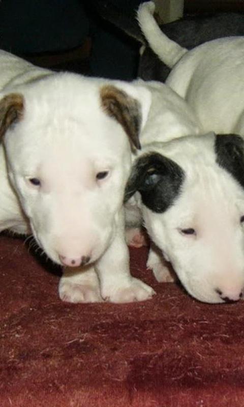 Descarga de APK de Bull Terrier HD Wallpapers para Android Descarga de APK de Bull Terrier HD Wallpapers para Android