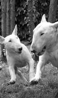 Bull Terrier HD Wallpapers Ekran Görüntüsü 2