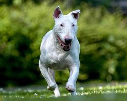 Bull Terrier Fonds d'écran HD capture d'écran 3