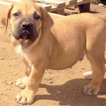 Boerboel Wallpapers