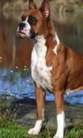 Boxer Wallpapers ảnh chụp màn hình 1