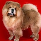 Chow Chow Fondos icono