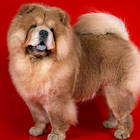 Chow Chow Wallpapers Zeichen