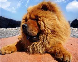 Chow Chow Wallpapers imagem de tela 3