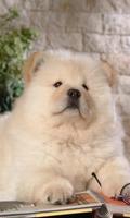 Chow Chow Wallpapers screenshot 2