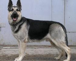 East European Shepherd Wallpap Ekran Görüntüsü 3