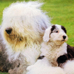 Inglês Sheepdog Wallpapers