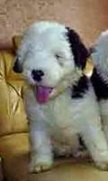 پوستر English Sheepdog Wallpapers