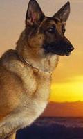 German Shepherd Theme Wallpap โปสเตอร์