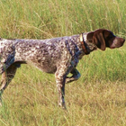 German Shorthaired Pointer icône