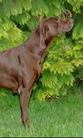 German Shorthaired Pointer Affiche