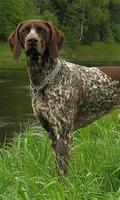 German Shorthaired Pointer capture d'écran 1