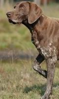 2 Schermata German Shorthaired Pointer
