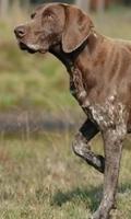 German Shorthaired Pointer capture d'écran 2